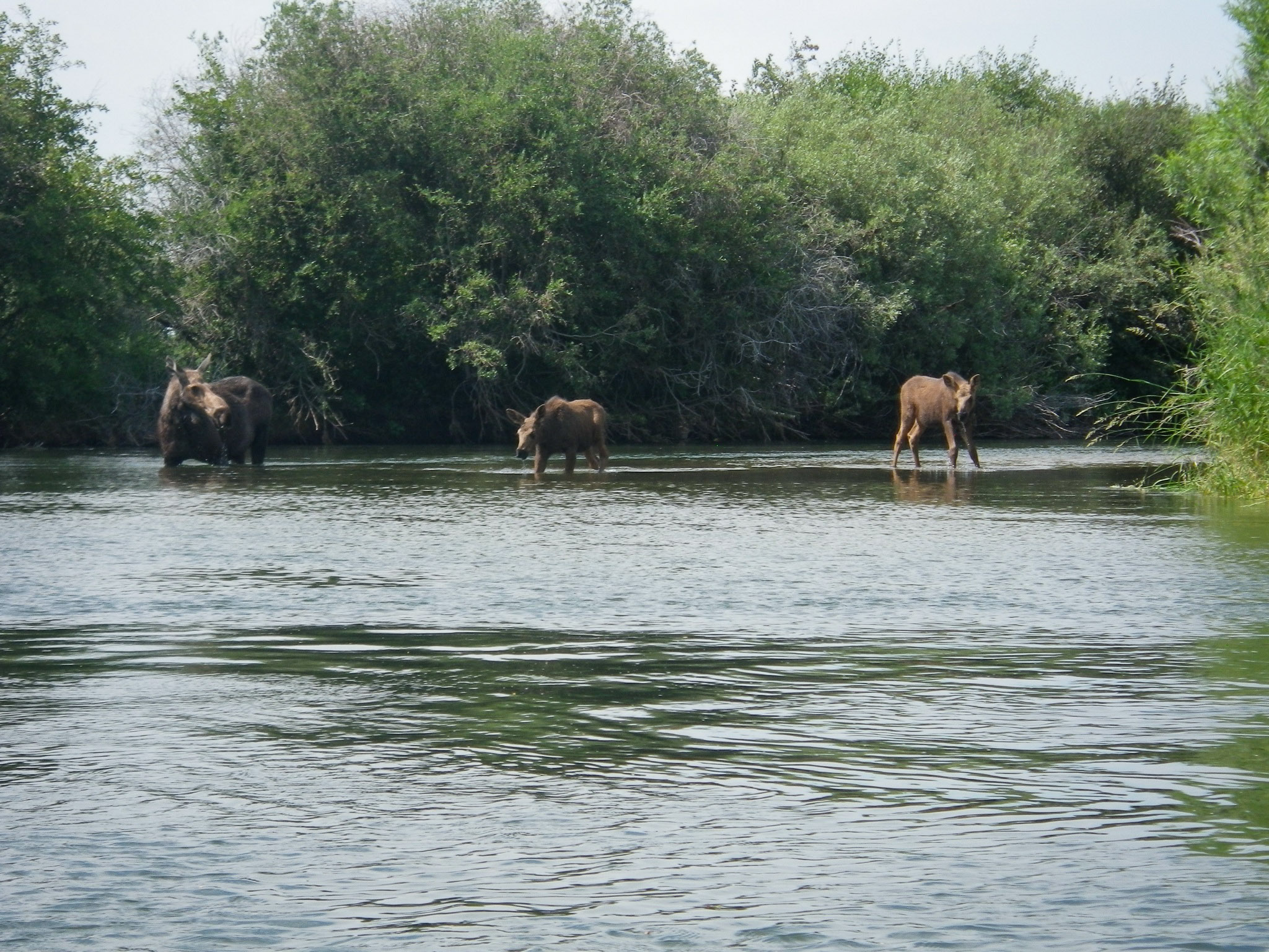 Moose sightings on the Teton River