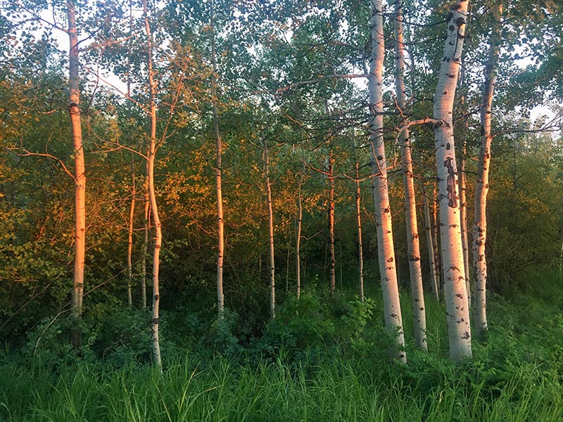 Sunlight on aspen trees