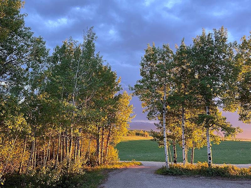 Horseshoe Cabin golden aspens view