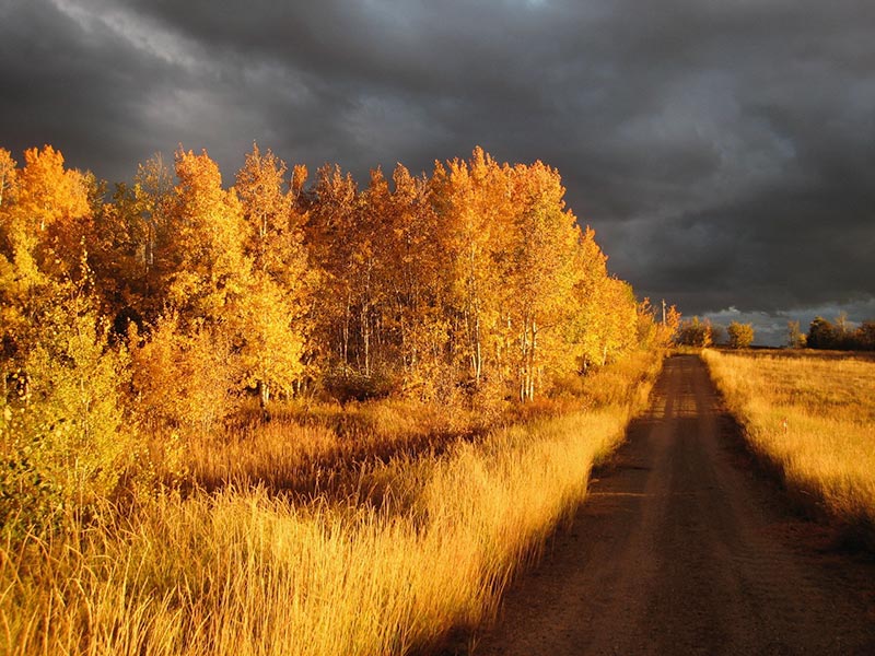 Fall colors near the cabins