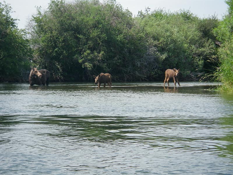 Moose sighting on the Teton River