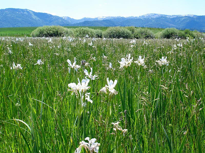 Idaho wildflower views